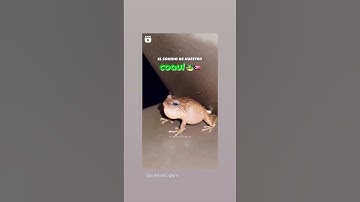 Thumbnail of I love the Sound of the Coqui, it's like music to my ears. Gods Blessings. -SiriArevir-