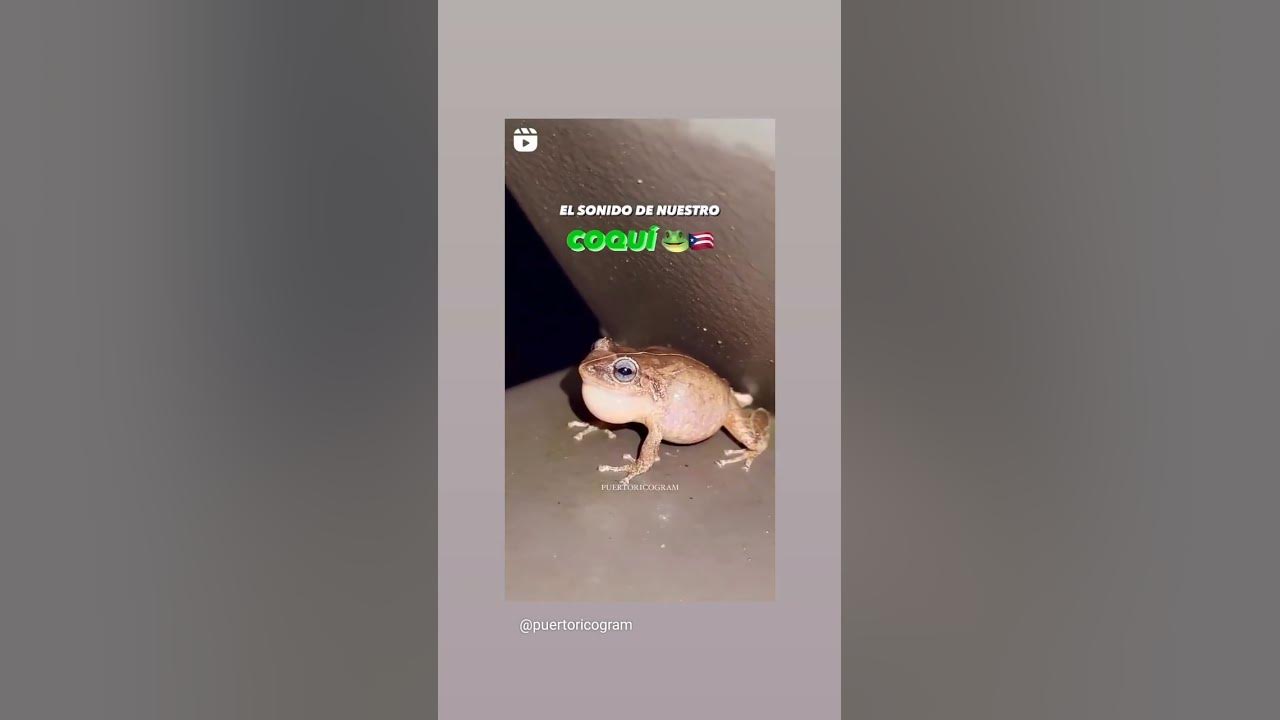 I love the Sound of the Coqui, it's like music to my ears. Gods Blessings. -SiriArevir-