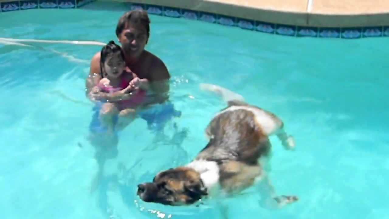 Image result for american akita hund simning
