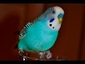 Budgie sounds Compilation - 10 Hours singing to mirror
