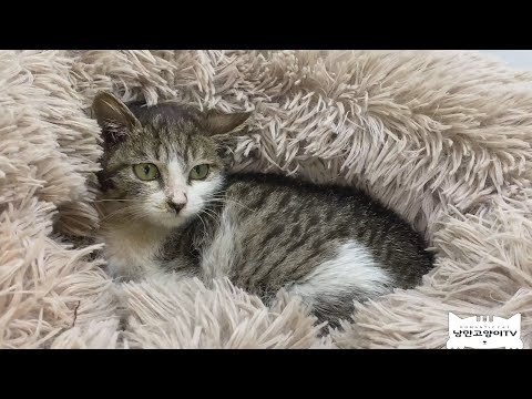 (<strong>ENGSUB</strong>)강제독립 된 새끼고양이를 임보중입니다