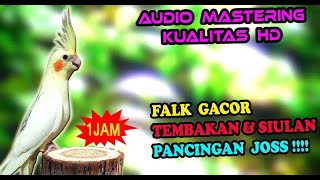 SUARA BURUNG FALK GACOR MIRIP SIULAN UNTUK PANCINGAN BUNYI