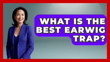 What Is The Best Earwig Trap? - Insects and Invaders