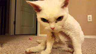 Talking Devon Rex screenshot 4