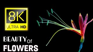 Most Beauty Of Flowers In The world l 8K Videos - UltraHD HDR (60fps)