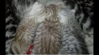 КОТЯТА 23 дня КОТЯТА 23 дня
