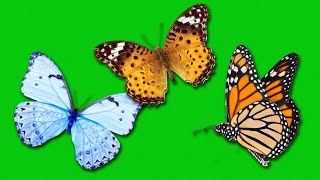 Бабочки Летают На Зеленом Фоне - Футаж Для Видео Монтажа. | Бесплатные Футажи Для Монтажа