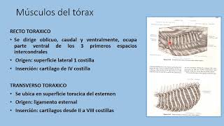 Miología de Equino y Canino Parte 3: Músculos del Tórax Miología de Equino y Canino Parte 3: Músculos del Tórax