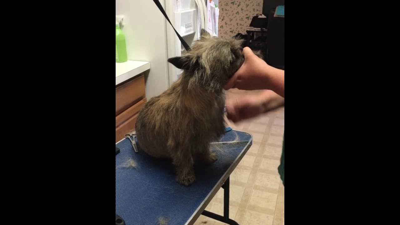 Bourre', Cairn Terrier being hand stripped by Lisa Roberts.