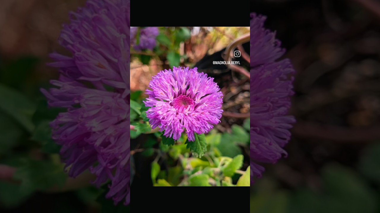 A Walk Through Living Stories 💝✨🌱 