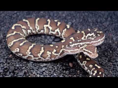 le python d'angola