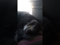 кот храпит / the cat snores