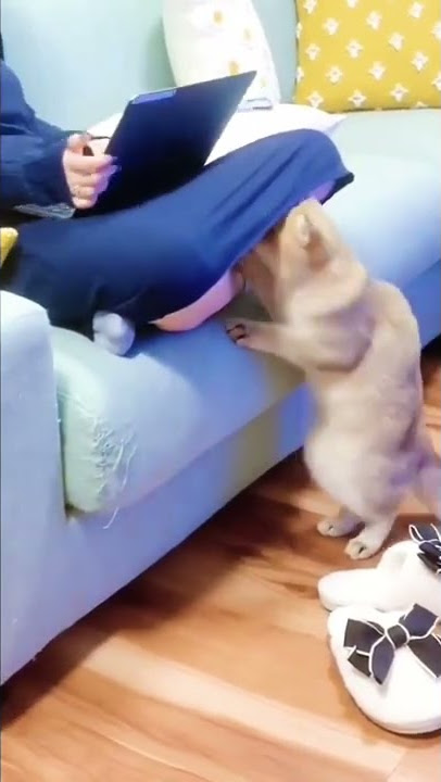 Asyik Banget Ngintip...Kucing liat apa ya dalam rok biru? #shorts