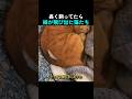 長く飼ってたら綿が飛び出た猫たちw