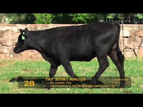 LOTE 28 - TAT 3578 Angus