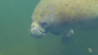 Manatee