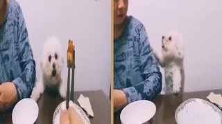 Cute Bichon Frise Dog Begging For Food
