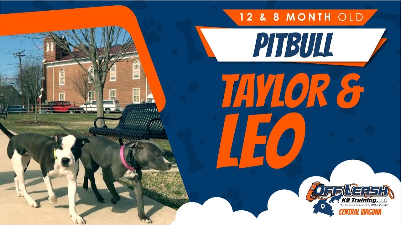 1yo PitBull (Taylor) 8 mo Pitbull (Leo) Before and After Video. YouTube