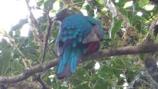 Female Resplendent Quetzal on sight / Monteverde, Costa Rica screenshot 2