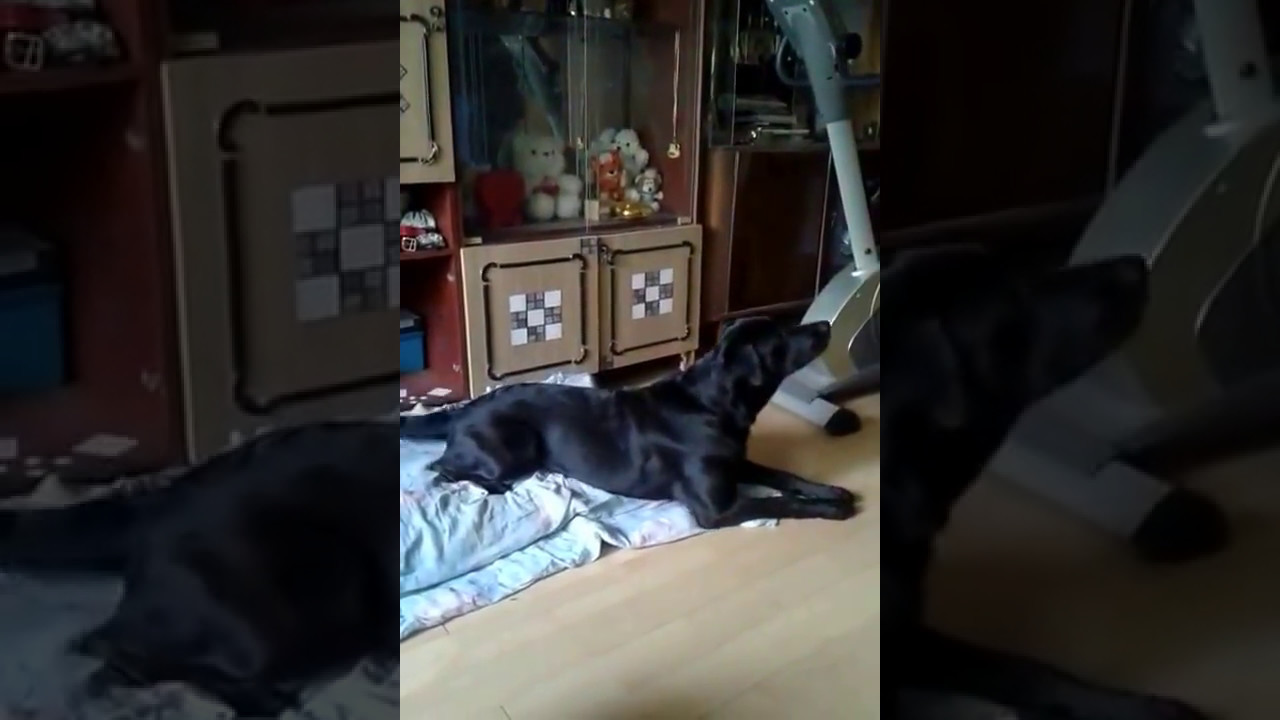 Милашки, от которых не оторваться Милашки, от которых не оторваться