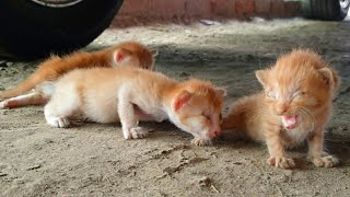 Try to save life of newborn abandoned kittens | Adopted and nursed by Foster Cat Luna