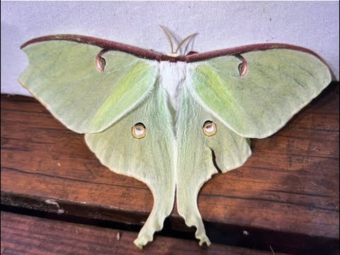 Female Luna Moth