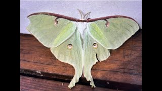 Female Luna Moth