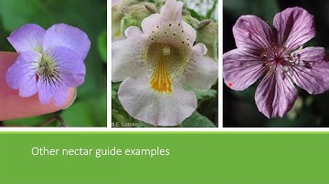 Pollinator Citizen Scientist Training (2020): Part 1. Pollinators