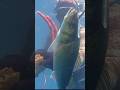 pesca sub | 🌊CULLARSI TRA LE SPIGOLE - 🔥FUOCO 96 - 🇮🇹Nicola Neri