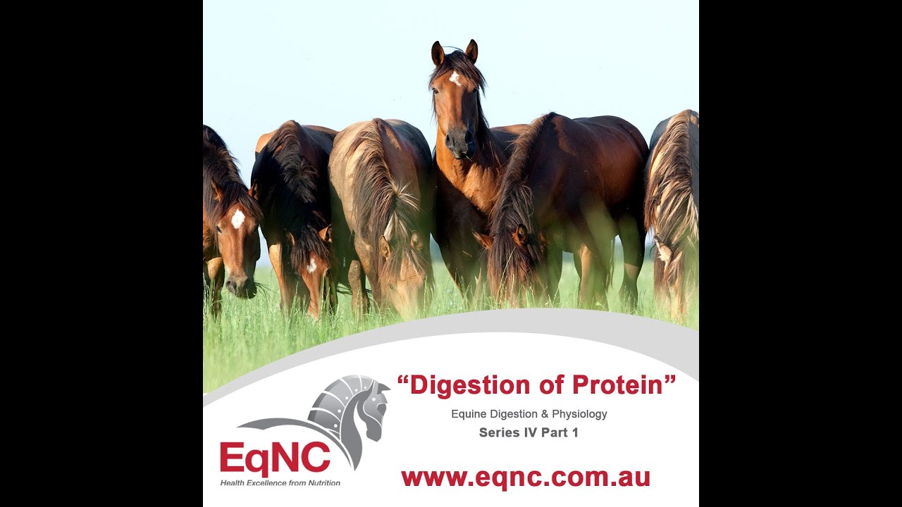 Protein Digestion in Horses YouTube