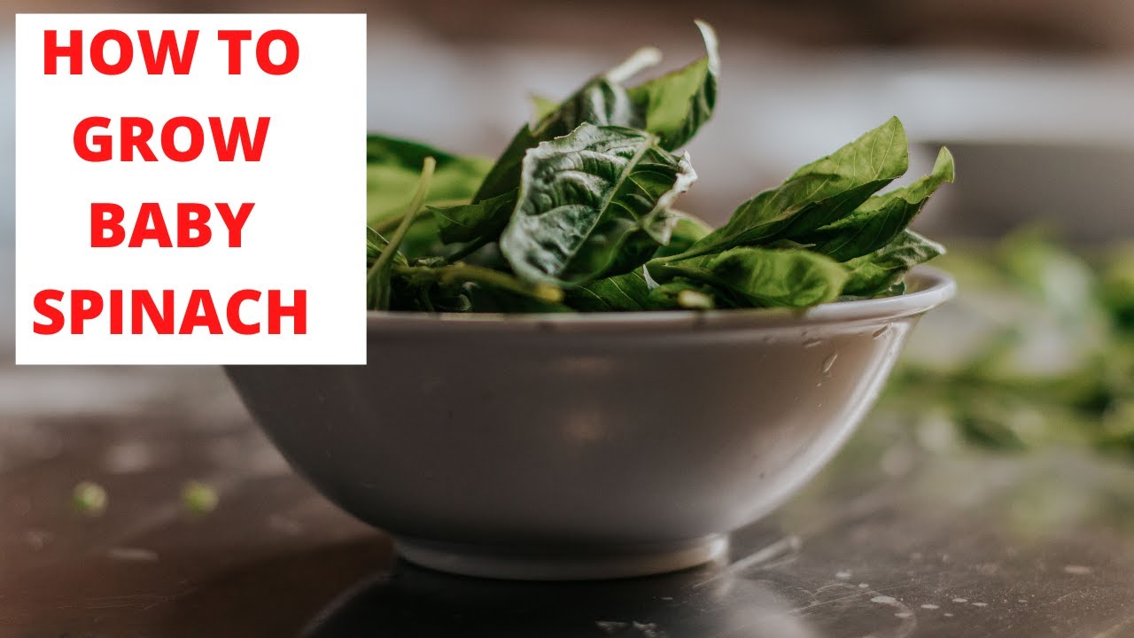 How to grow baby Spinach From Seed at home is easy for even beginners