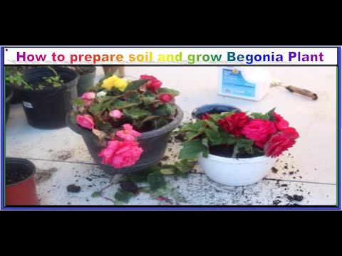 Video: Indoor Rex Begonia Care – Jinsi ya Kukuza Rex Begonia Kama Mmea wa Nyumbani