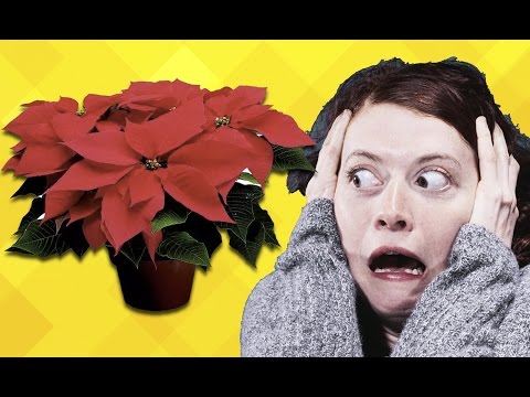 Video: Geleneksel Olmayan Tatil Bitkileri – Bu Yıl Noel İçin Farklı Bitkiler