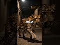 19 Dead in One Night - The Mumbai Leopard Attack #documentary #realstory #shorts