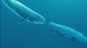 Livyatan vs sperm whale