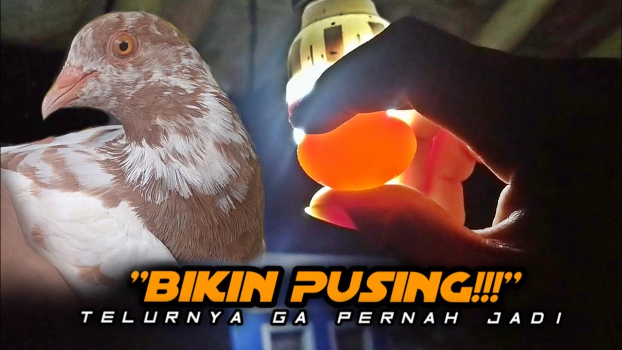 TELUR SELALU BENING! PENYEBAB & CARA MENGATASINYA‼️