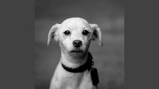 Famous Understated Calm Puppies Net Worth