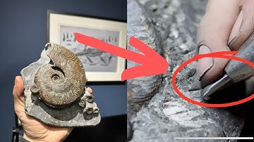 6 Hours Of Fossil Preparation in 3 Minutes!