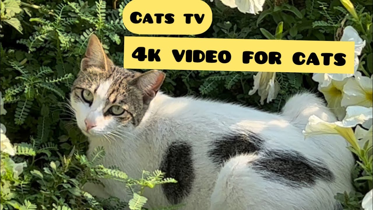 Relax your cat/Birds chirping sounds for cats to watch and listen/CATS TV /spectacular birds