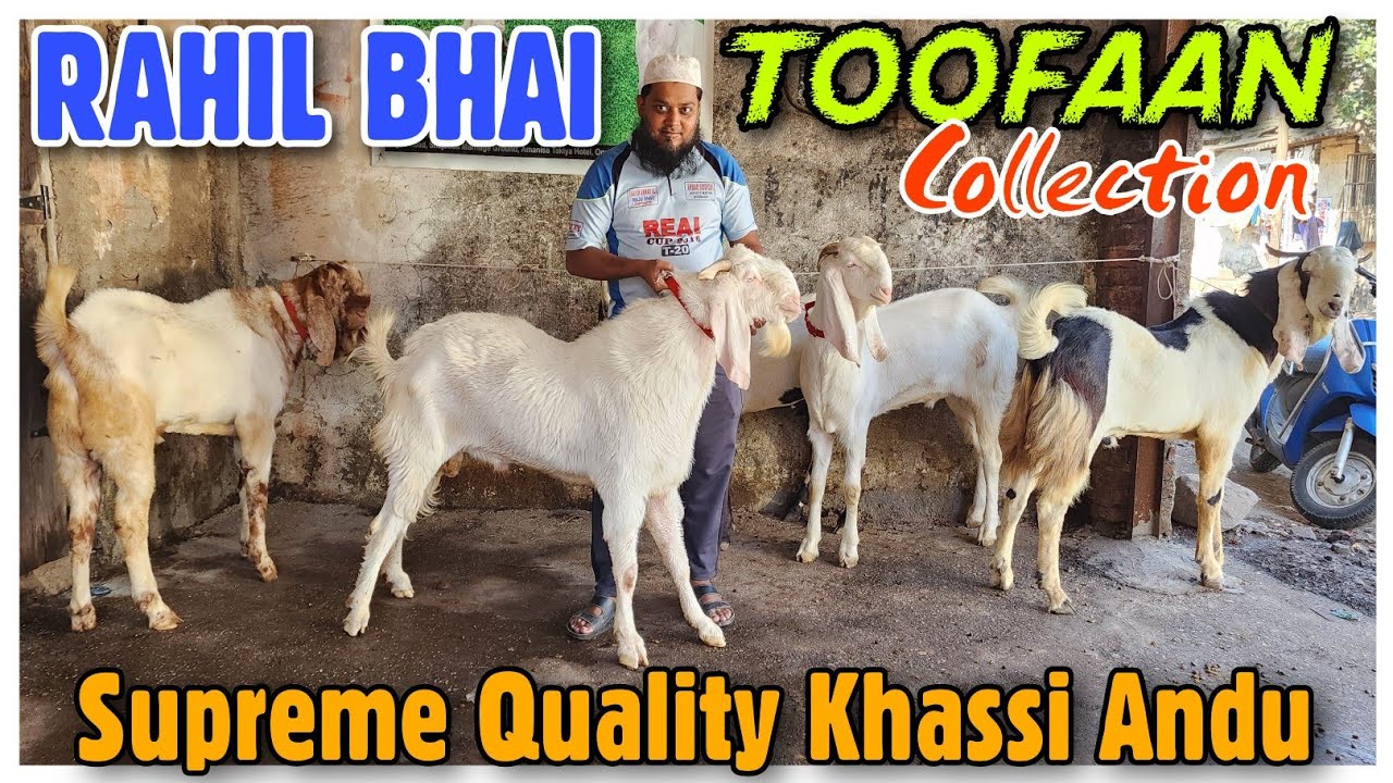 Rahil Bhai 2 TOOFAAN Quality Goat Collection RAHIL BHAI | Khassi Andul Bakre In ...