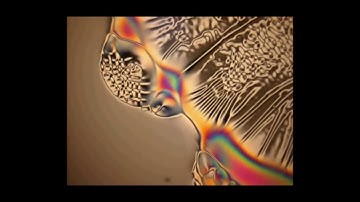 Beltashka - LCD Trip