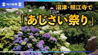 あじさい、海の上で色鮮やかに　静岡・照江寺、もうすぐ見ごろ