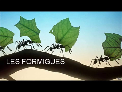 Vídeo: Per Què Els Científics Coneixen Els Hàbits De Les Formigues