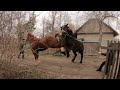 ЖЕРЕБЕЦЬ НА ПАРОВКУ/Першерон ФАРАОН/Коні Ваговози/horses in Ukraine/animals video
