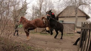 ЖЕРЕБЕЦЬ НА ПАРОВКУ/Першерон ФАРАОН/horses in Ukraine/animals video