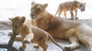 ライオンの赤ちゃん姉妹ララとイオがリリ花ママに叱られる。とべ動物園