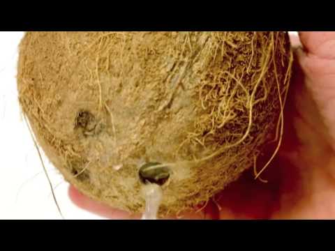 ქოქოსის გასახსნელი / Coconut Opener