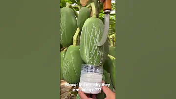 Why Agriculture Papaya Fruit 