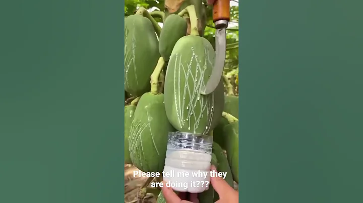 why #Agriculture #papaya #fruit - DayDayNews
