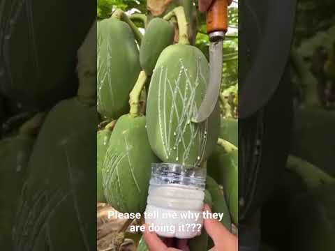 Video: Santolina Herb Plants - Paano Gamitin ang Santolina Sa Hardin